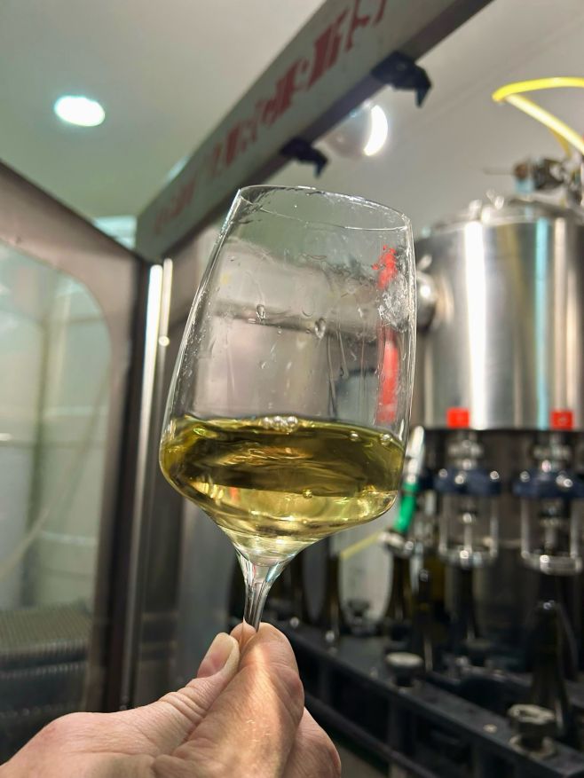 Tak u nás vypadalo lahvování Ryzlinku rýnského VOC botrytis cinerea 🍷